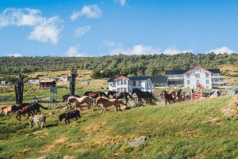 Hjerkinn Fjellstue Eksteriør bilde